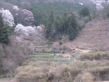 うまい！を明日へ　黒川桜2.JPG