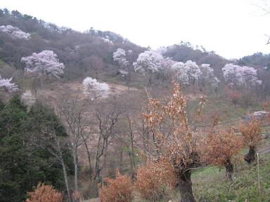 うまい！を明日へ　黒川桜3.JPG