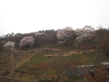 うまい！を明日へ　黒川桜4.JPG