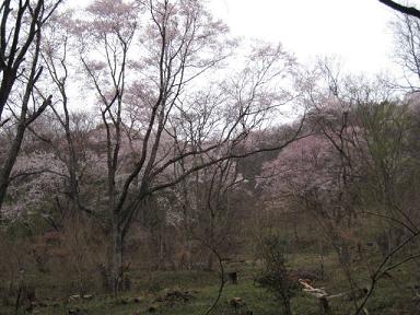うまい！を明日へ　黒川桜5.JPG