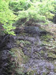 うまい！明日へ「丹波市：遠阪４」.JPG
