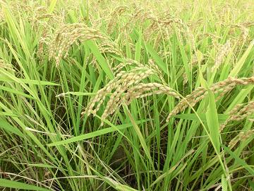 麦かのかと兵庫食材「米」.JPG