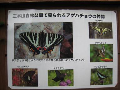 三木山公園　チョウチョウの種類.JPG