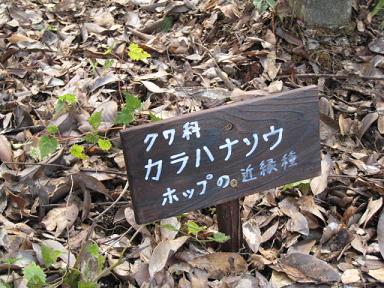 三木山公園　ハナカラソウ（ポップ）.JPG