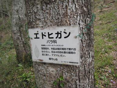 宝塚　桜の園４.JPG