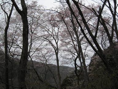 宝塚　桜の園５.JPG