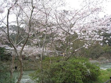 宝塚　桜の園６.JPG