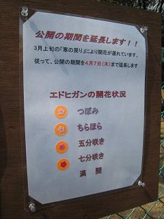 川西　サクラを守る会1.JPG