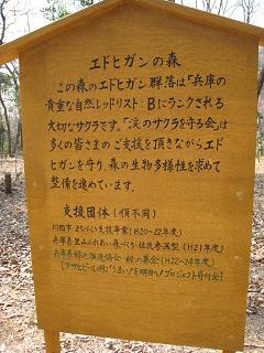 川西　サクラを守る会2.JPG