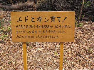 川西　サクラを守る会3.JPG