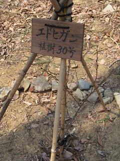 川西　サクラを守る会4.JPG