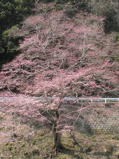 川西　サクラを守る会5.JPG