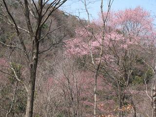 川西　サクラを守る会6.JPG