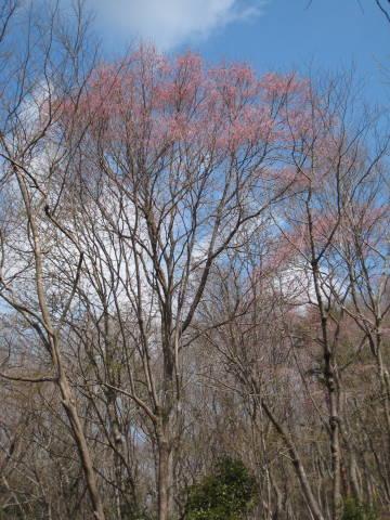 川西桜情報　桜3.JPG