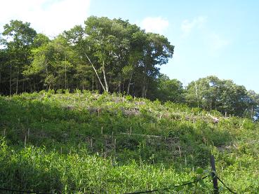 茶道文化を支える森　川西黒川１.JPG